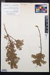 Epilobium canum image