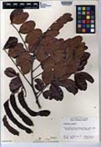 Ceratonia siliqua image