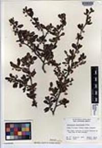 Cercocarpus minutiflorus image