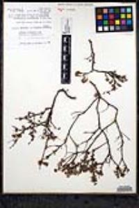 Eriogonum wrightii var. dentatum image