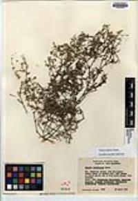 Fagonia laevis image