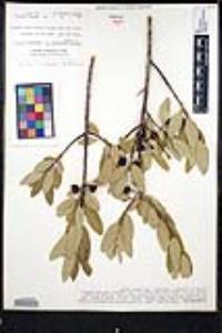 Frangula californica image