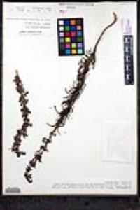 Trichostema parishii image