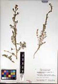 Descurainia pinnata subsp. glabra image