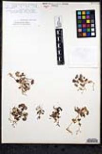 Ranunculus hebecarpus image