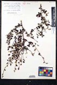 Ceanothus tomentosus image