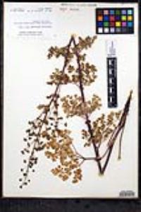 Thalictrum polycarpum image