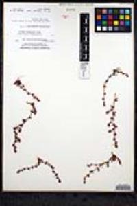 Chorizanthe polygonoides var. longispina image
