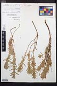 Epilobium canum image