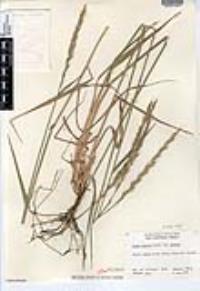 Elymus glaucus image