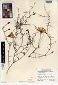 Calystegia macrostegia image