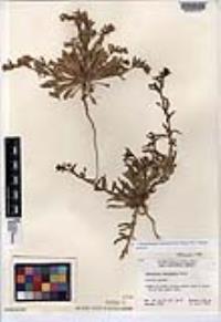 Camissoniopsis intermedia image