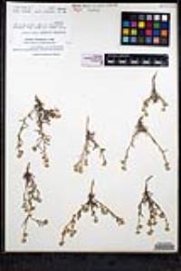 Cryptantha intermedia var. intermedia image