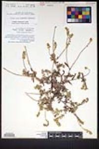 Cryptantha patula image