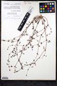 Nemacaulis denudata image