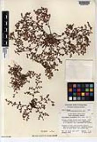 Chorizanthe chaetophora image