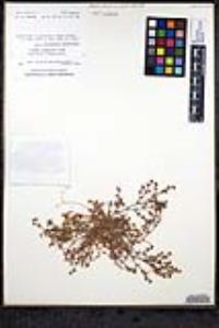 Chorizanthe interposita image