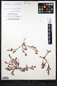 Lastarriaea coriacea image