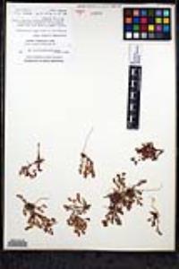 Lastarriaea coriacea image