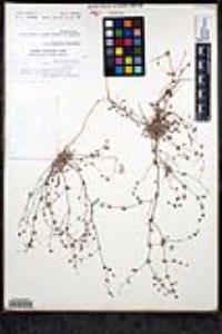 Nemacaulis denudata var. gracilis image