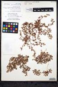 Chorizanthe chaetophora image