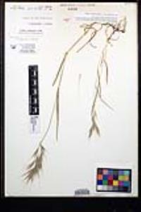 Bromus madritensis image