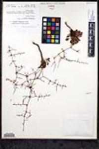 Eriogonum scalare image