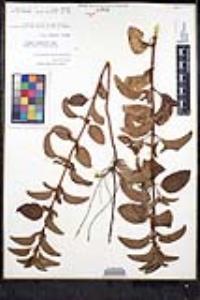 Mentha aquatica image