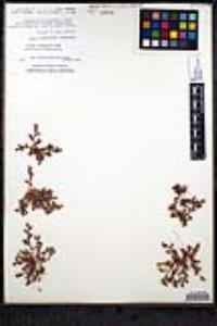 Chorizanthe interposita image
