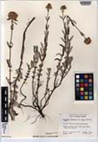 Monardella hypoleuca subsp. lanata image
