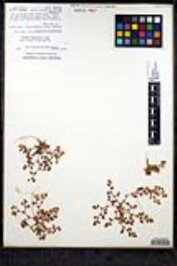 Chorizanthe chaetophora image