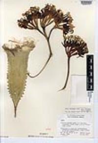 Agave cerulata image
