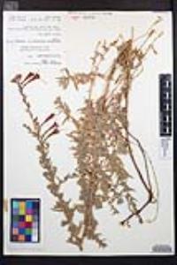 Epilobium canum image