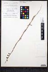 Sairocarpus coulterianus image