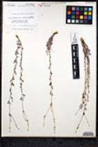 Eriogonum wrightii var. nodosum image