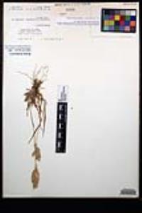 Bromus hordeaceus image