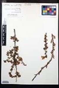 Rosa minutifolia image