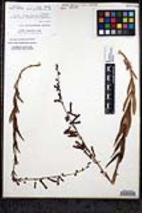 Penstemon centranthifolius image