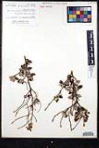 Ceanothus tomentosus image