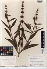 Buddleja sessiliflora image