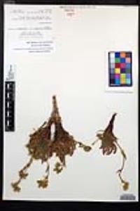 Horkelia clevelandii image
