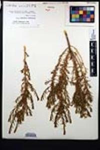 Ericameria brachylepis image