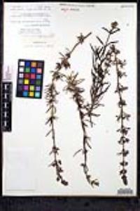 Trichostema parishii image