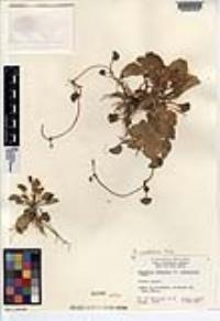 Ranunculus cymbalaria image