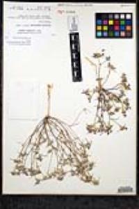 Eriastrum sapphirinum subsp. dasyanthum image
