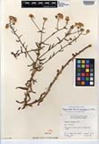 Erigeron breweri image