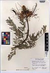 Erythrostemon gilliesii image