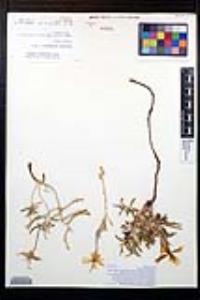 Oenothera californica image