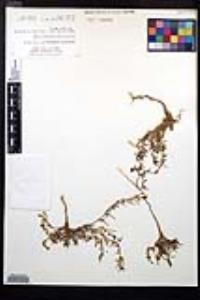 Camissonia strigulosa image