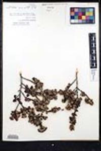 Ceanothus verrucosus image